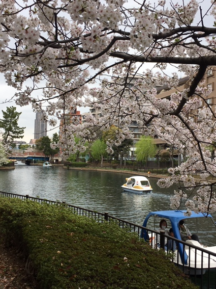 怒苦打身日記244　桜は近場が一番のサムネイル