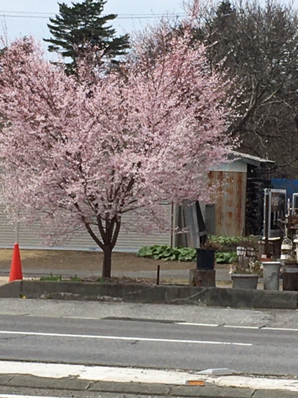 怒苦打身日記264 桜満開のサムネイル