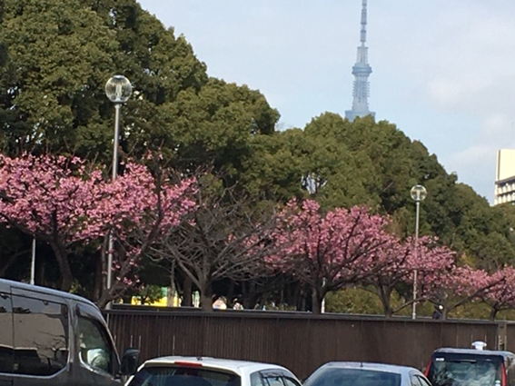 怒苦打身日記188　花見に行きましたのサムネイル